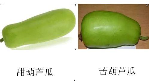 吃瓜子的葫芦瓜,探寻传统美食的传承之旅