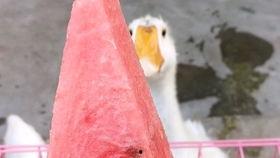 瓜娃子怎么吃的,解锁独特吃法,品味别样风味