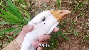 瓜娃子怎么吃的,解锁独特吃法,品味别样风味