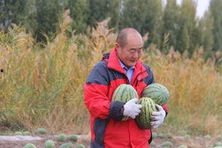 吃瓜村干部,揭秘农村基层治理中的“另类”现象