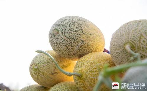 七个月可以吃西州蜜瓜吗,七个月宝宝能否享用西州蜜瓜的甜蜜滋味?