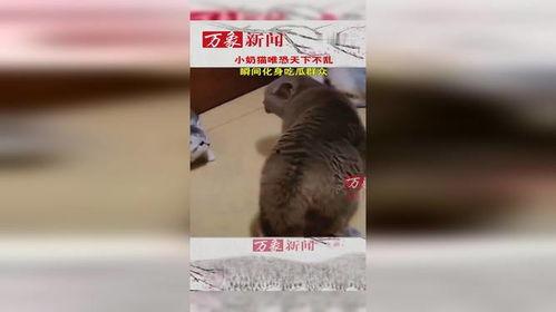 小猫吃瓜群众